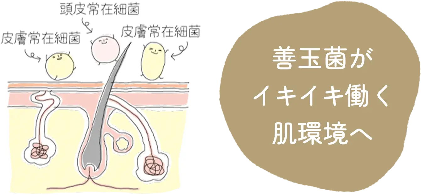 善玉菌がイキイキ働く肌環境へ